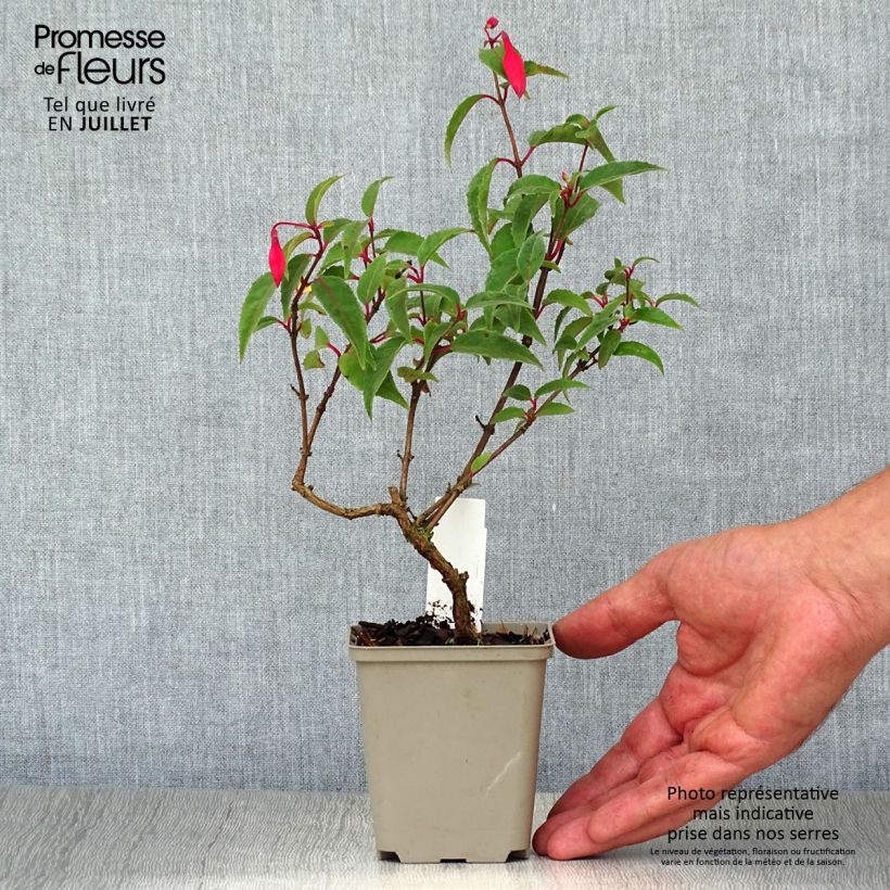 Ejemplar de Fucsia Mme Cornelissen Maceta de 7/8 cm entregado en verano