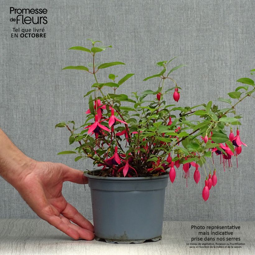 Ejemplar de Fucsia Mrs Popple Maceta 2L/3L entregado en otoño