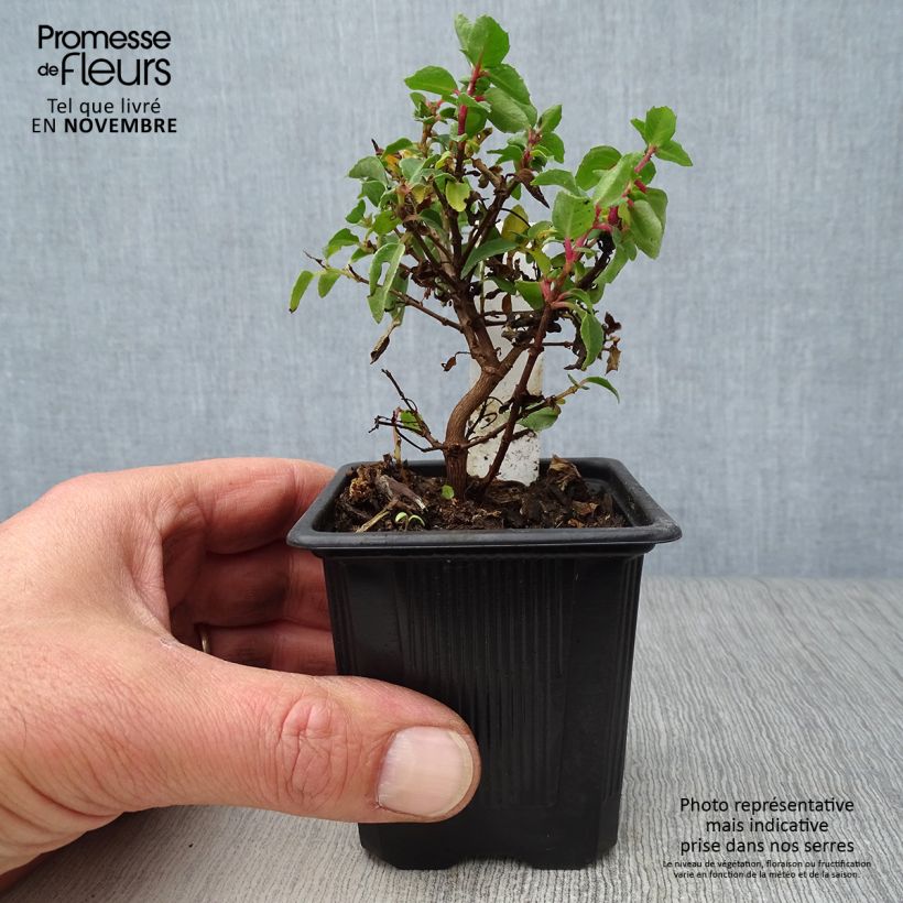 Ejemplar de Fucsia Tom Thumb Maceta de 8/9 cm entregado en otoño