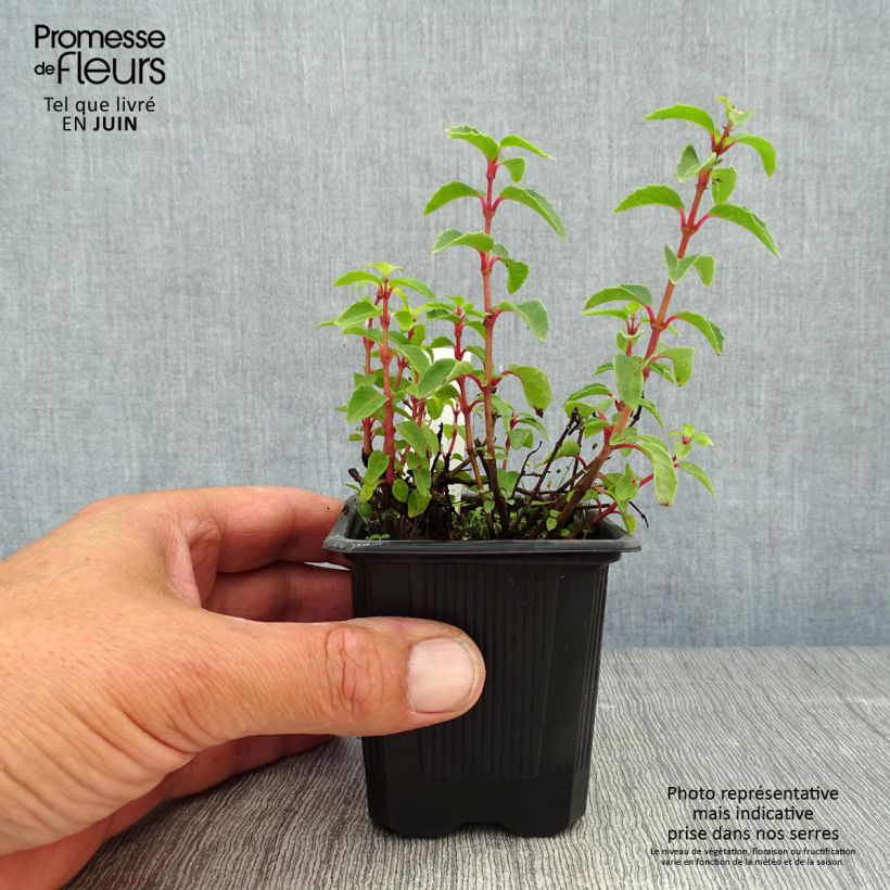 Ejemplar de Fucsia Tom Thumb Maceta de 8/9 cmAltura de entrega aprox. 10/15cm entregado en verano