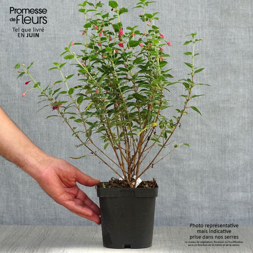 Ejemplar de Fucsia Tom Thumb Maceta 2L/3LAltura de entrega aprox. 20/30cm entregado en verano