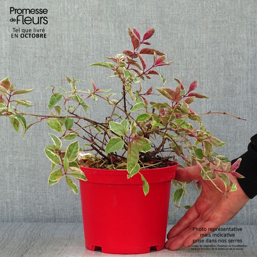 Ejemplar de Fucsia Tom West Maceta 2L/3L entregado en otoño