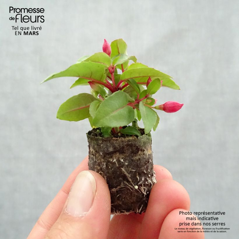 Fucsia Bella Lydia minicepellón: Ø 3/4 cm Ejemplar entregado en la primavera