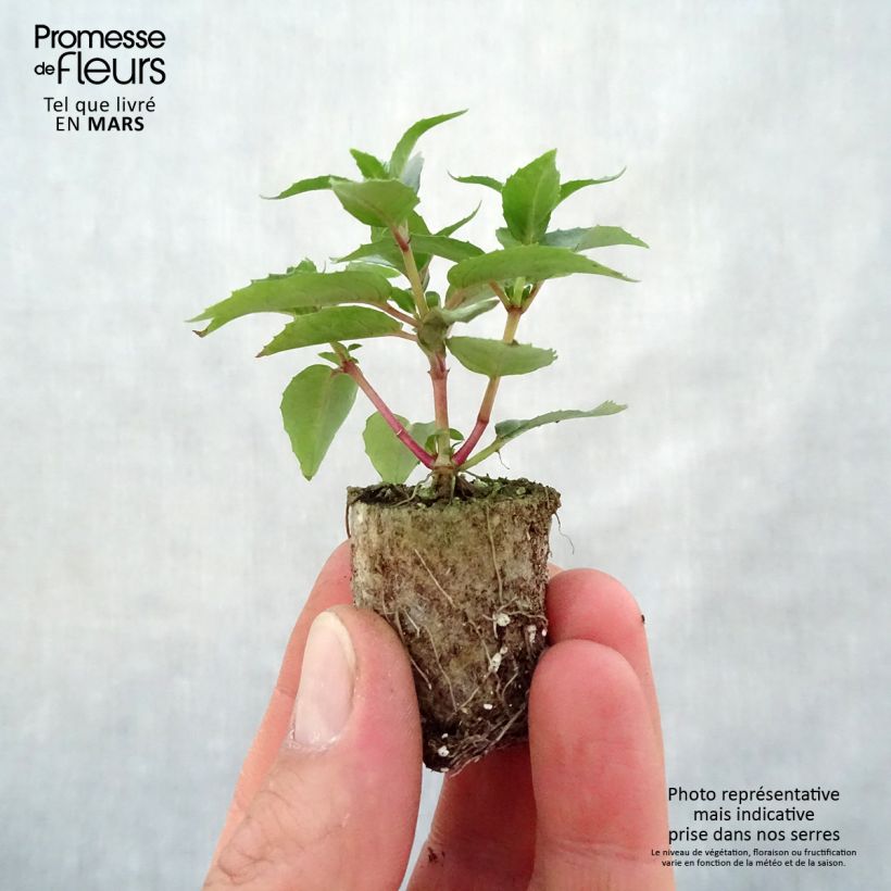 Fucsia Rosalien minicepellón: Ø 3/4 cm Ejemplar entregado en la primavera