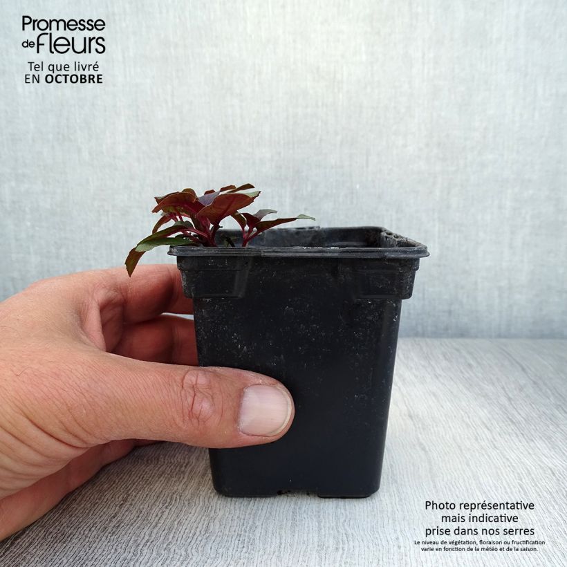 Ejemplar de Fucsia triphylla Maceta de 7/8 cm entregado en otoño