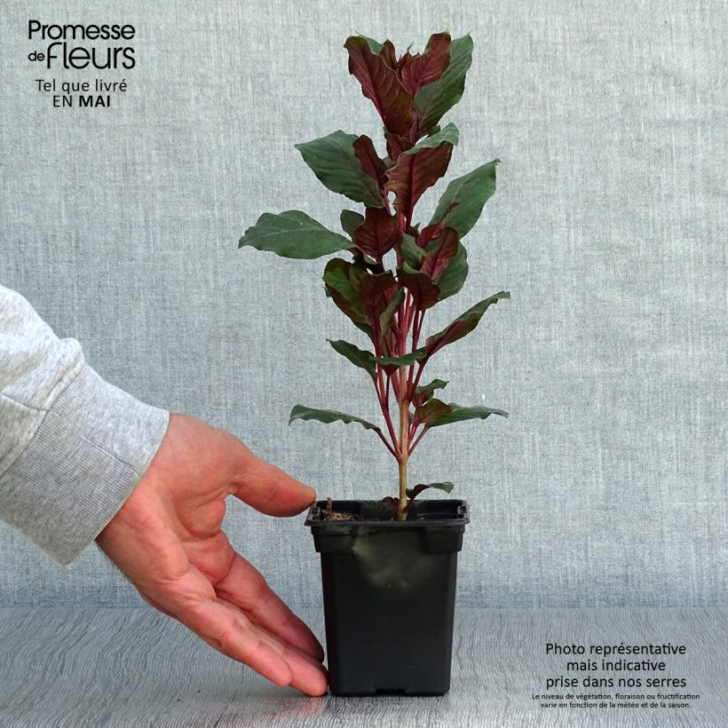Fucsia triphylla Maceta de 7/8 cmAltura de entrega aprox. 10/15cm Ejemplar entregado en la primavera