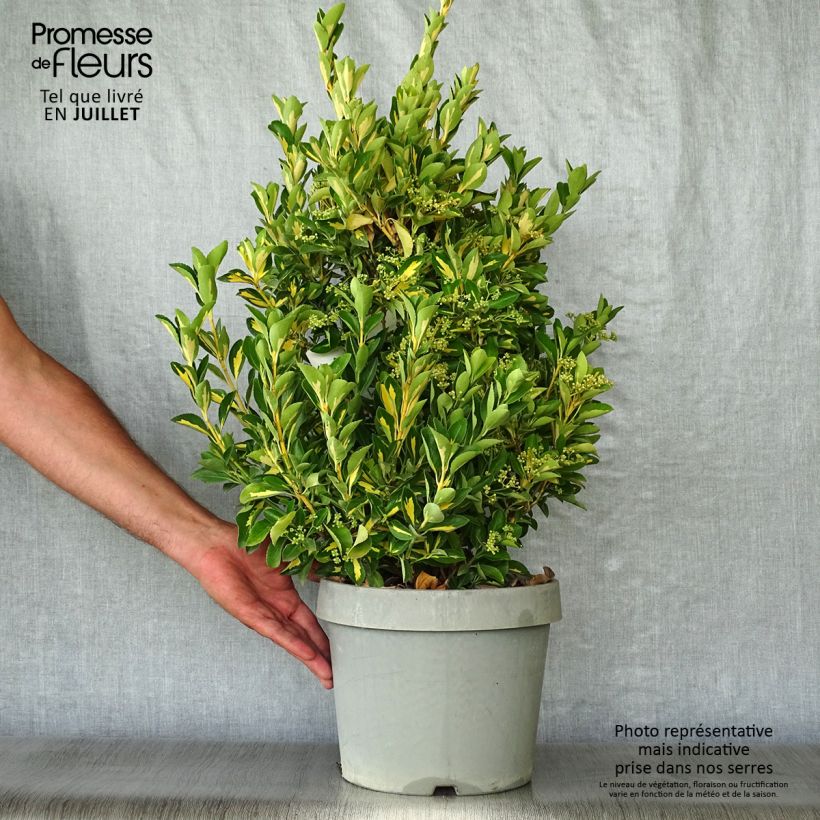 Ejemplar de Evónimo Duc d'Anjou - Euonymus japonicus Maceta 3L/4L entregado en verano