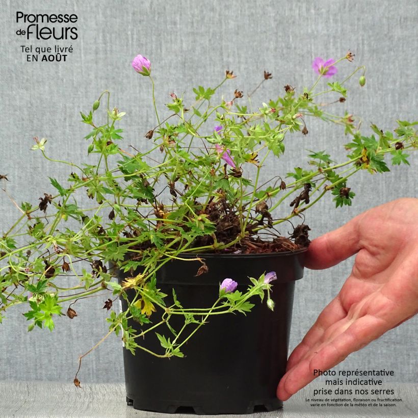 Ejemplar de Geranio de sangre Blushing Turtle - Geranium sanguineum Maceta 2L/3L entregado en verano