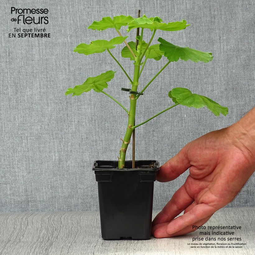 Ejemplar de Geranio Fantaisy Crystal Palace Gem - Malvón Maceta de 7/8 cm entregado en otoño