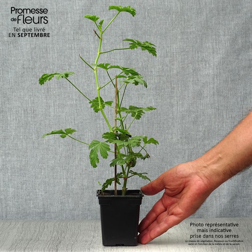 Ejemplar de Geranio Paton's Unique- Pelargonium Maceta de 7/8 cm entregado en otoño
