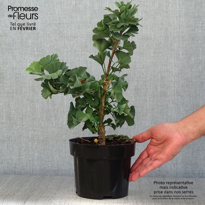 Ejemplar de Gingo biloba Troll - Árbol sagrado Maceta 2L/3L entregado en otoño