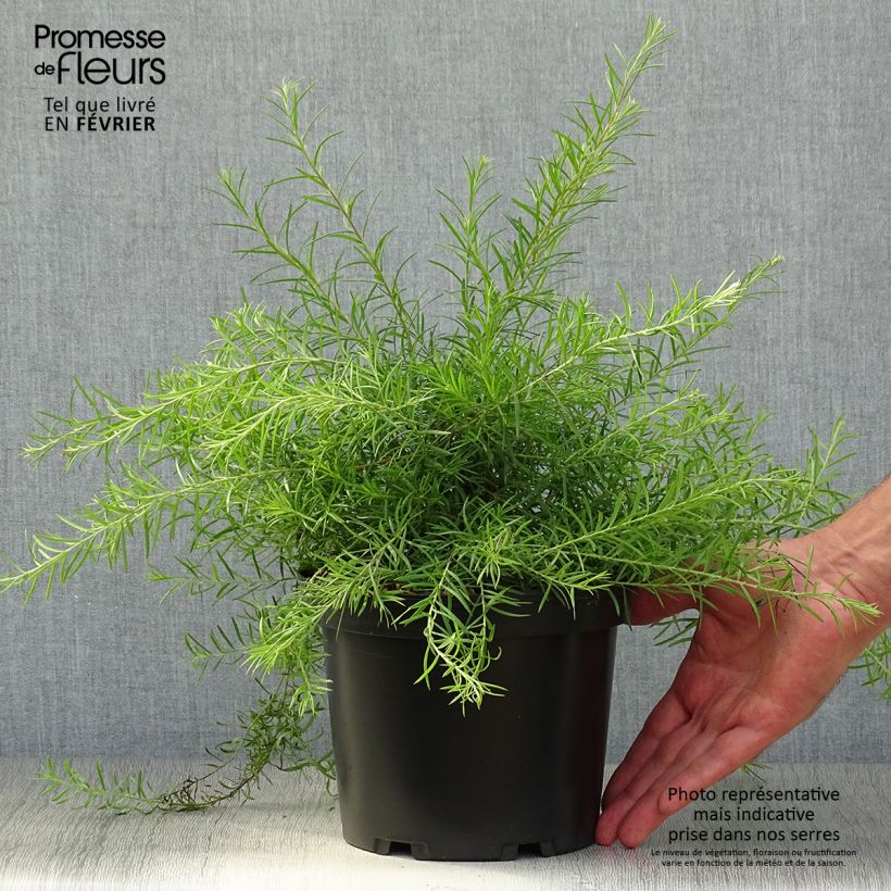 Ejemplar de Grevillea rosmarinifolia Maceta 2L/3L entregado en otoño