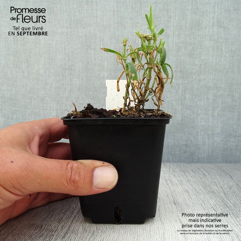 Ejemplar de Gypsophila paniculata Snowflake Maceta de 8/9 cm entregado en otoño