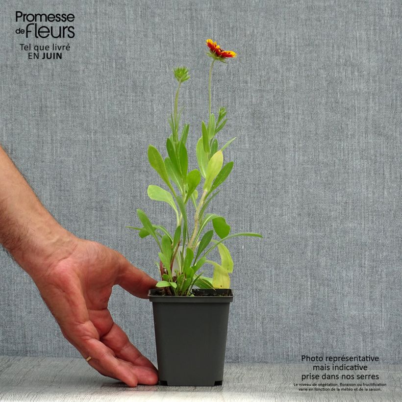 Ejemplar de Gaillardia grandiflora Kobold Maceta de 8/9 cm entregado en verano