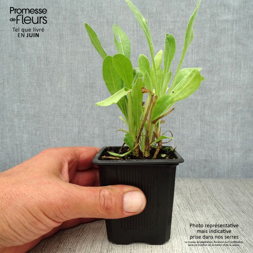 Ejemplar de Gaillardia aristata Maxima Aurea Maceta de 7/8 cm entregado en verano