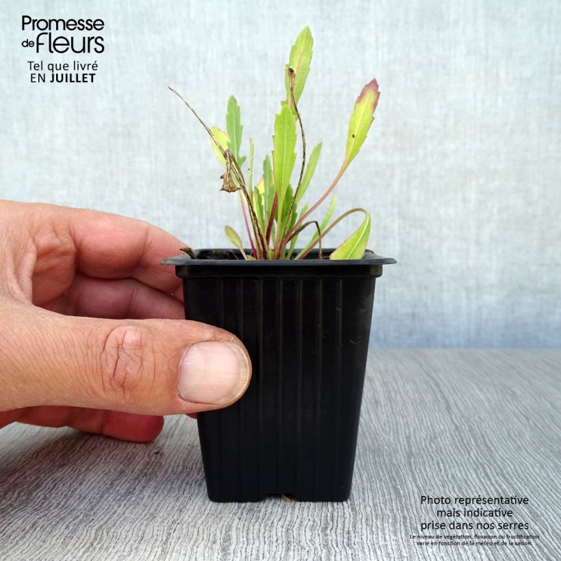 Ejemplar de Gaillardia Royale Maceta de 7/8 cm entregado en verano