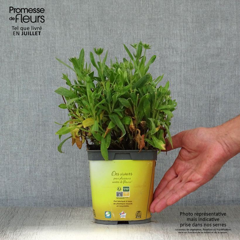 Ejemplar de Gaillardia aristata Mesa Bright Color Maceta 2L/3L entregado en verano