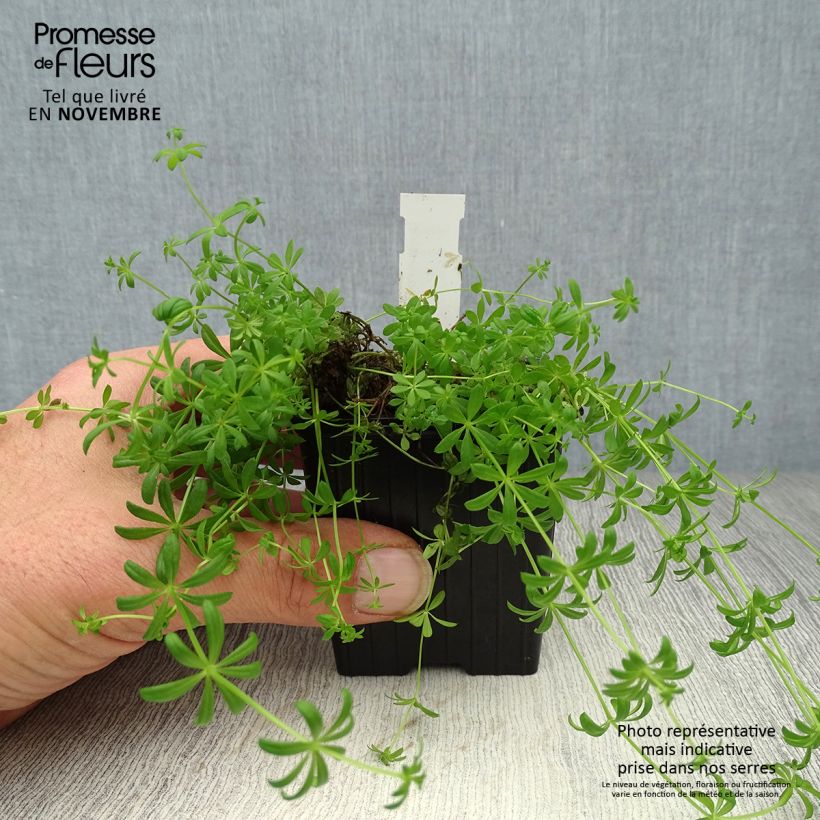 Ejemplar de Galium verum - Cuajaleche Maceta de 8/9 cm entregado en otoño