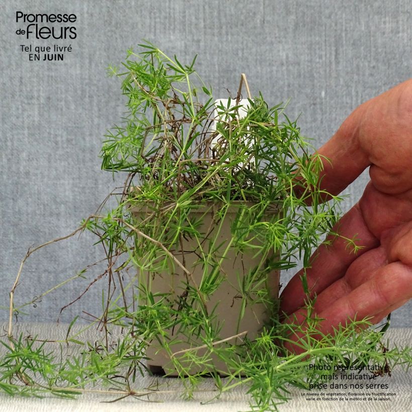 Ejemplar de Galium verum - Cuajaleche Maceta de 8/9 cm entregado en verano