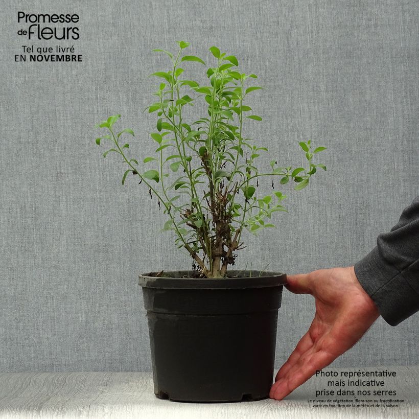 Ejemplar de Galvezia speciosa Maceta 3L/4L entregado en otoño