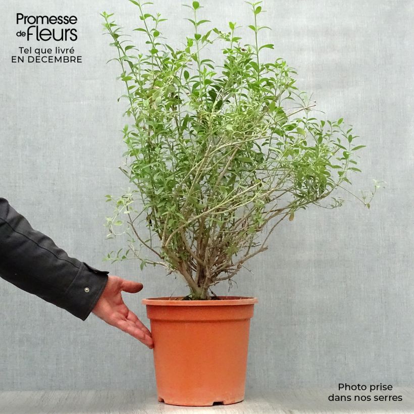 Galvezia speciosa Maceta 7,5L/10L Ejemplar entregado en invierno