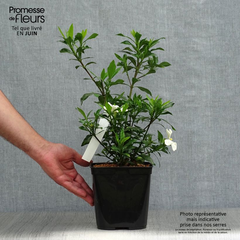 Ejemplar de Gardenia jasminoides Sweetheart Maceta 2L/3LAltura de entrega aprox. 20/30cm entregado en verano