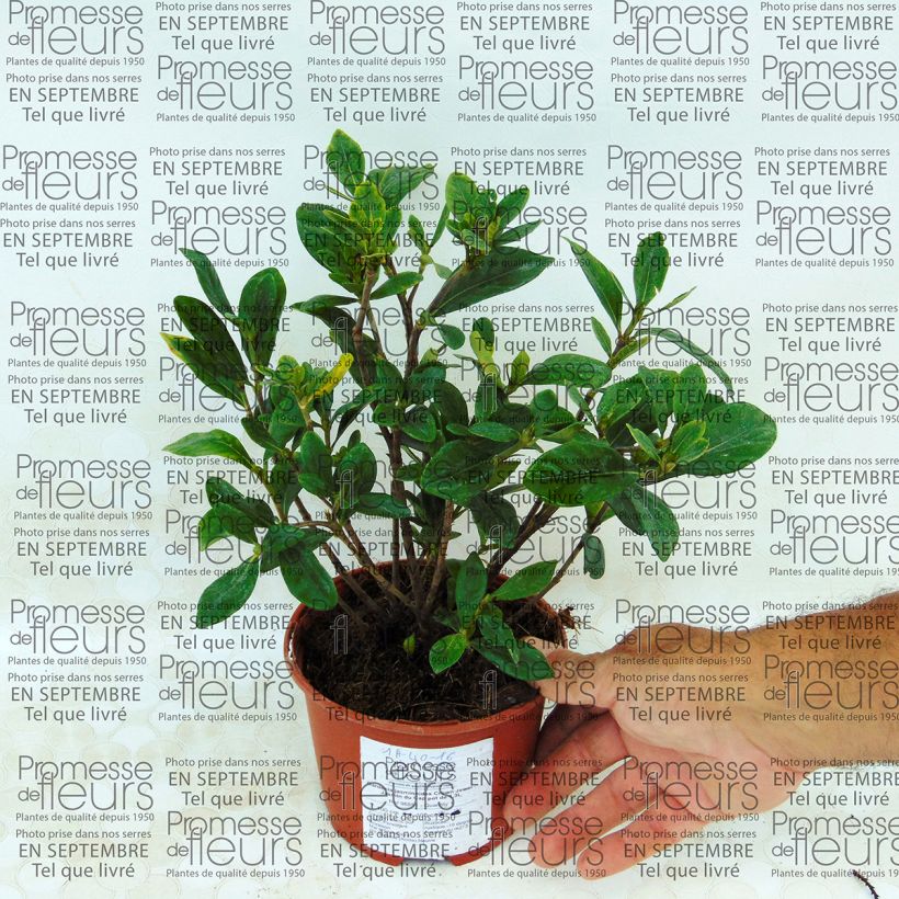 Ejemplo de ejemplar de Gardenia jasminoides Crown Jewel - Jasmin du Cap pot de 1,3L tal y como se entrega