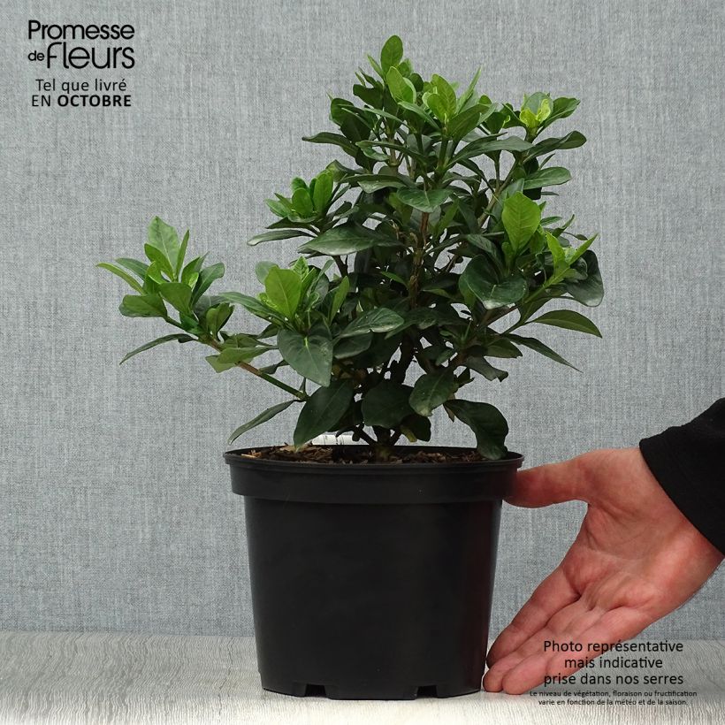 Ejemplar de Gardenia jasminoides Crown Jewel Maceta 2L/3L entregado en otoño