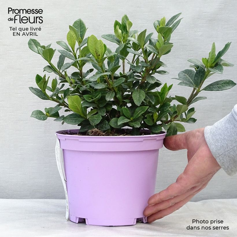 Gardenia jasminoides Crown Jewel - Jasmin du Cap pot de 3L Ejemplar entregado en la primavera