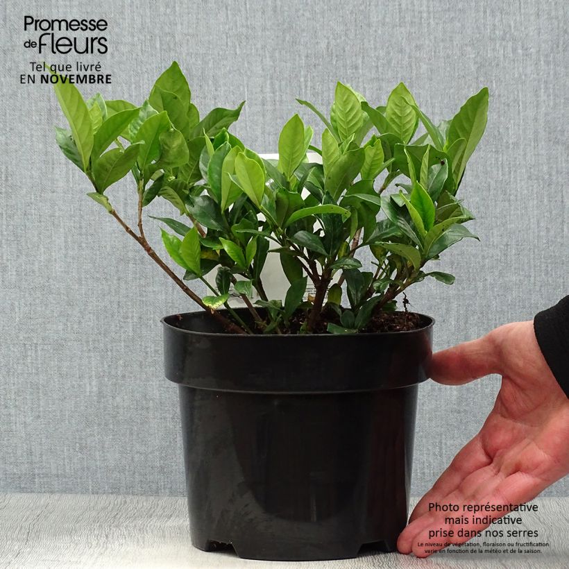 Ejemplar de Gardenia jasminoides Double Diamonds Maceta 3L/4L entregado en otoño