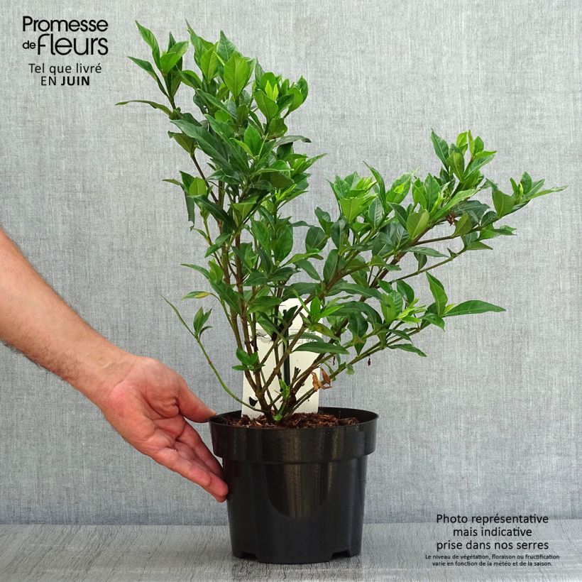 Ejemplar de Gardenia jasminoides Double Mint Maceta 2L/3L entregado en verano