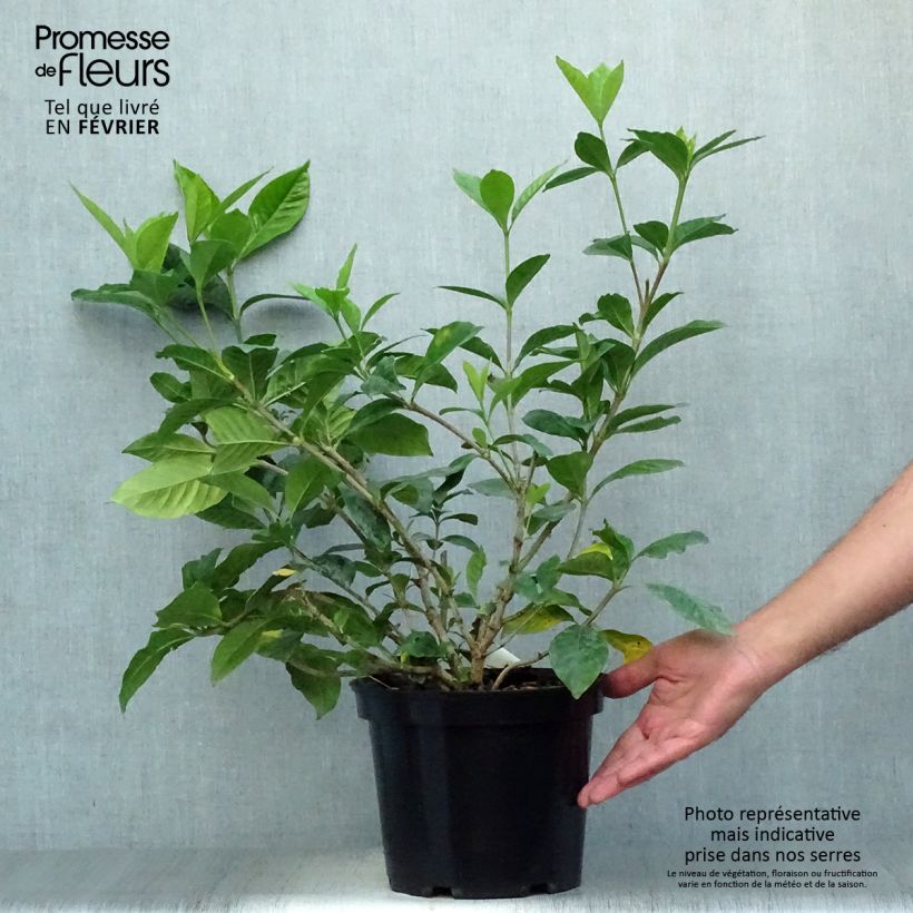 Ejemplar de Gardenia jasminoides Summer Snow Maceta 3L/4L entregado en otoño