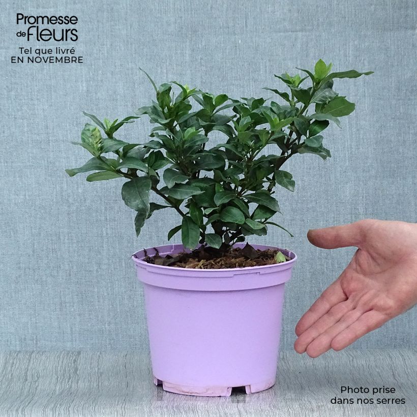 Ejemplar de Gardenia jasminoides Pinwheel Maceta 2L/3L entregado en otoño