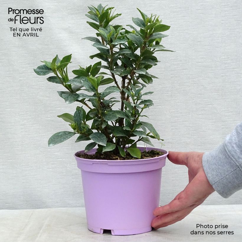 Gardenia jasminoides Pinwheel Maceta 2L/3LAltura de entrega aprox. 30cm Ejemplar entregado en la primavera