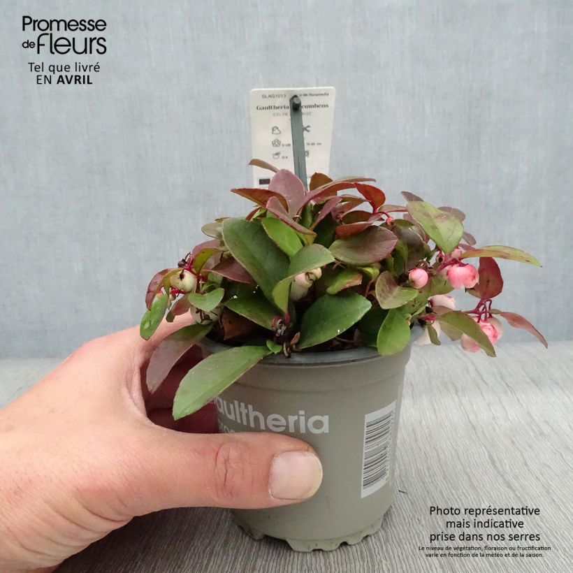 Gaultheria procumbens Color Surprise  Pot de 10,5 cm Ejemplar entregado en la primavera