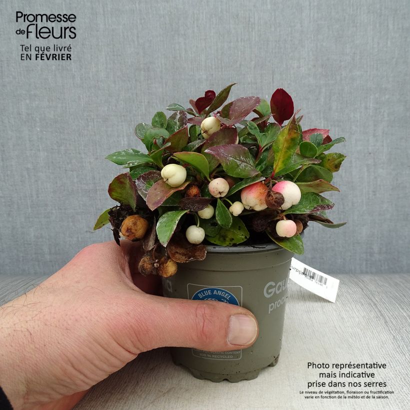 Gaultheria procumbens Color Surprise Maceta de 10 cm/11 cm Ejemplar entregado en invierno