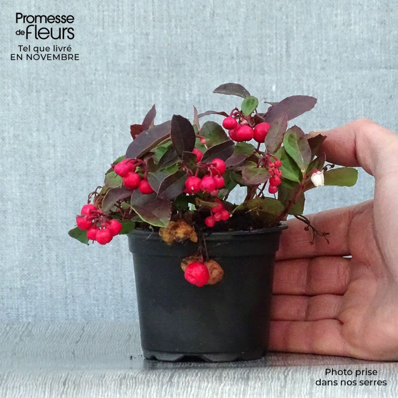 Ejemplar de Gaultheria procumbens - Ebúrnea Maceta de 8/9 cm entregado en otoño