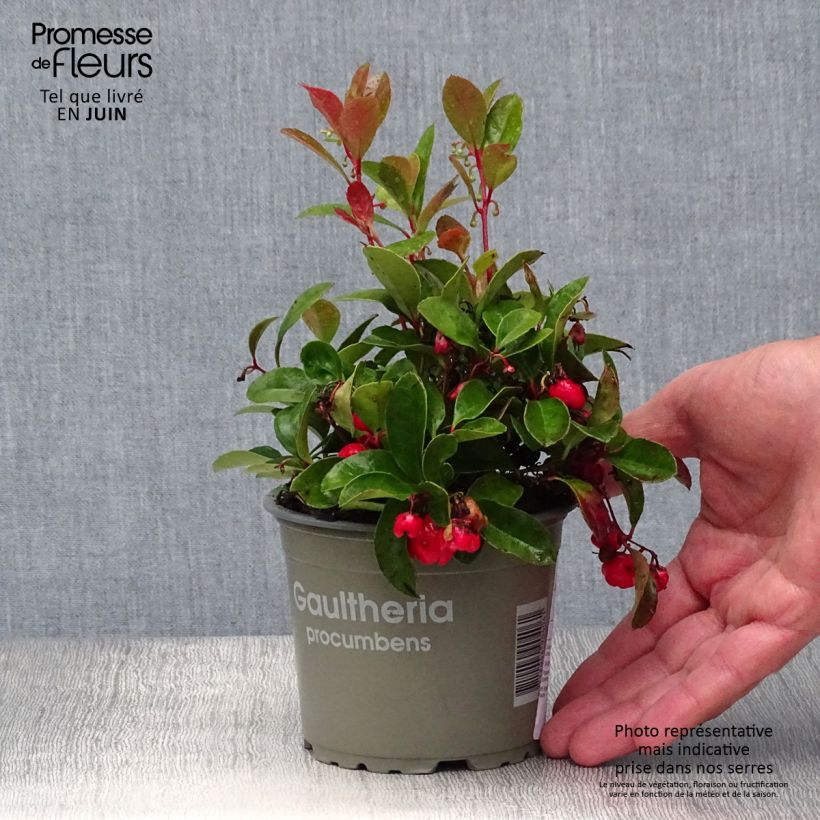 Ejemplar de Gaultheria procumbens - Ebúrnea Maceta de 8/9 cmAltura de entrega aprox. 5cm entregado en verano