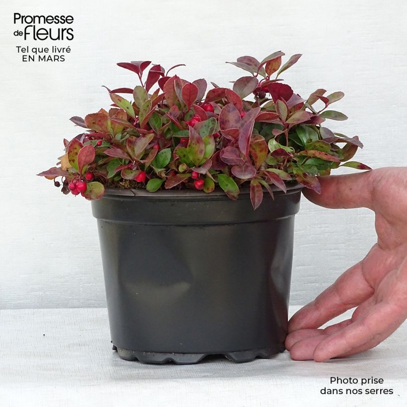 Gaultheria procumbens - Ebúrnea Maceta 2L/3LAltura de entrega aprox. 10+/-cm Ejemplar entregado en la primavera