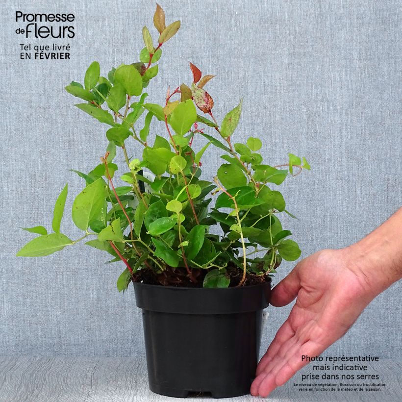 Ejemplar de Gaultheria shallon - Salal Maceta 2L/3LAltura de entrega aprox. 15/20cm entregado en otoño