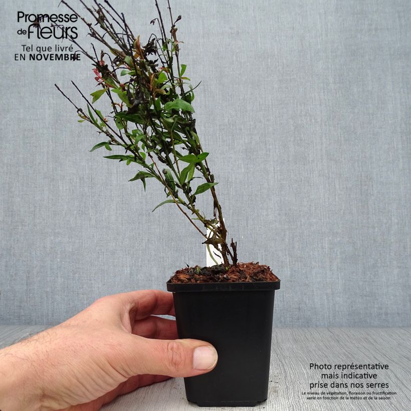 Ejemplar de Gaura lindheimeri Baby Butterfly Dark Pink Maceta de 8/9 cm entregado en otoño