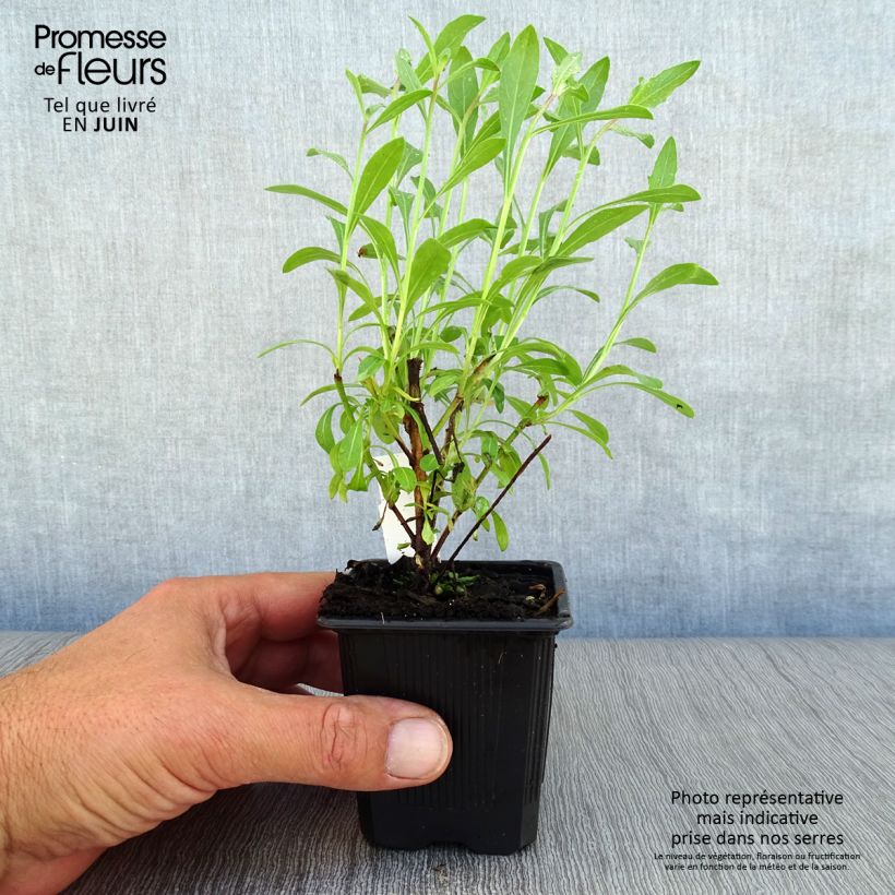 Ejemplar de Gaura lindheimeri White Maceta de 7/8 cm entregado en verano
