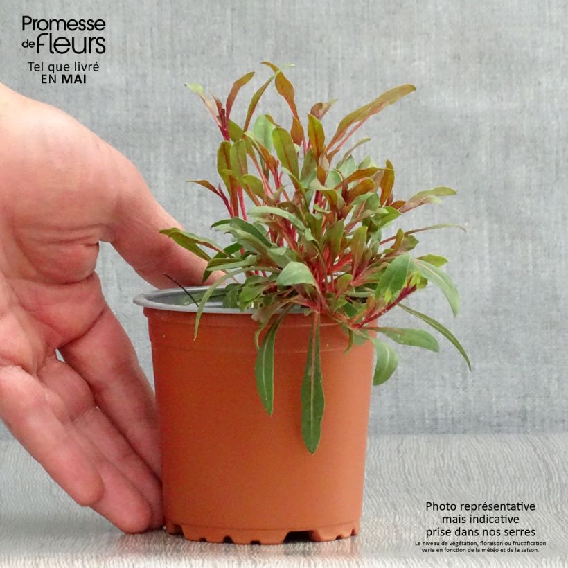 Gaura lindheimeri Lollipop Pink Maceta de 8/9 cm Ejemplar entregado en la primavera