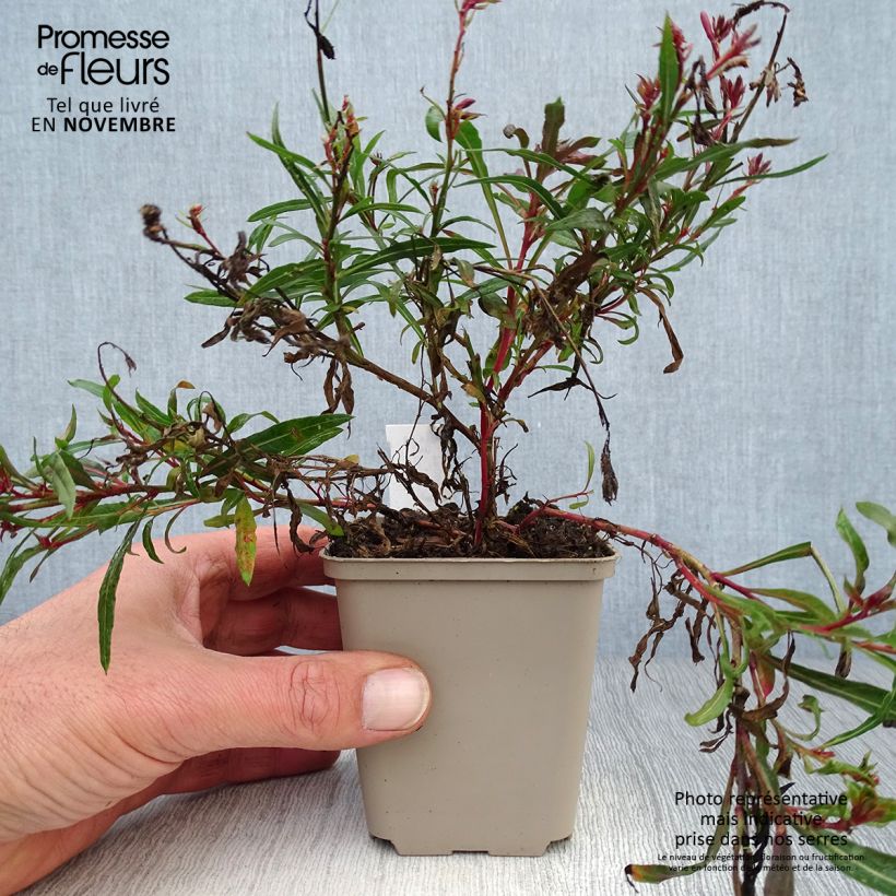 Ejemplar de Gaura lindheimeri Passionate Blush Maceta de 8/9 cm entregado en otoño