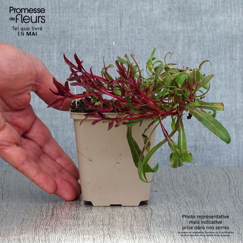 Gaura lindheimeri Passionate Blush - godet de 8/9cm Ejemplar entregado en la primavera