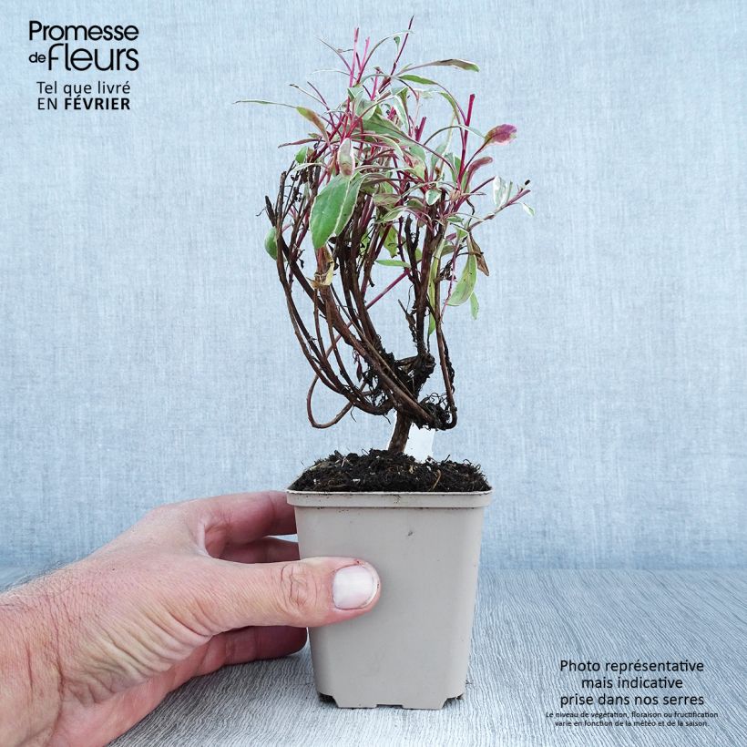 Ejemplar de Gaura lindheimeri Passionate Rainbow Godet de 8/9 cm entregado en otoño