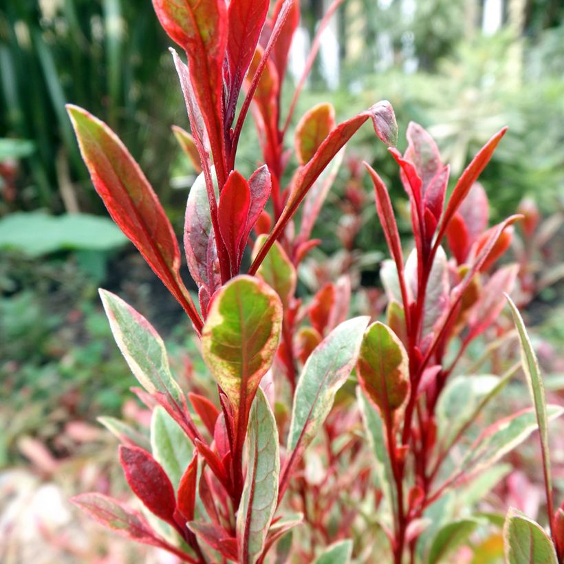 Gaura lindheimeri Passionate Rainbow (Follaje)
