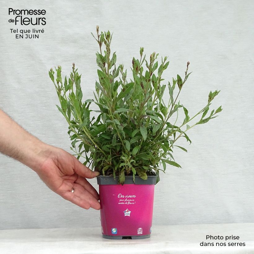 Ejemplar de Gaura lindheimeri Rosy Jane en pot de 2L entregado en verano