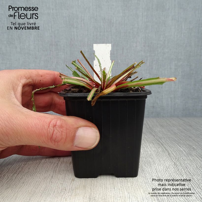 Ejemplar de Gaura lindheimeri Summer Breeze Maceta de 8/9 cm entregado en otoño
