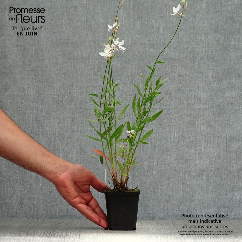 Ejemplar de Gaura lindheimeri Whirling Butterflies Godet de 9cm entregado en verano
